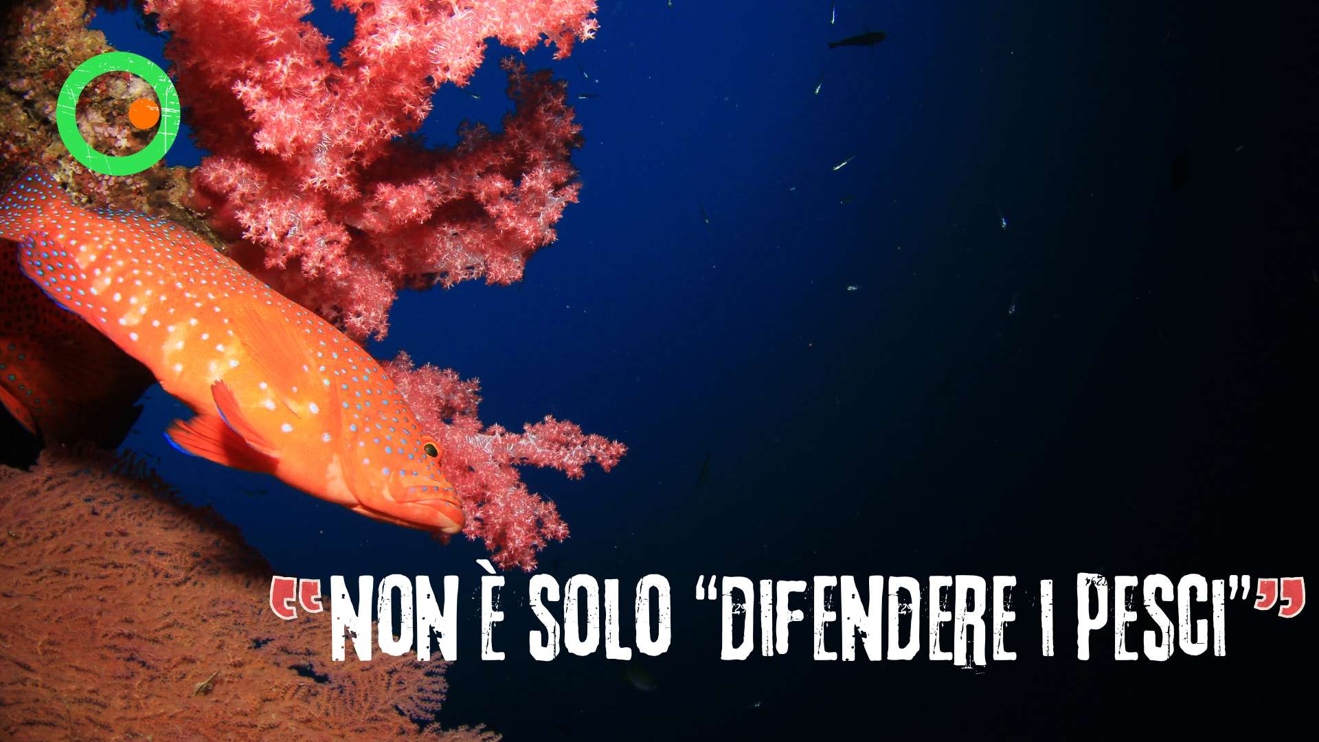 moratoria globale sul deep sea mining