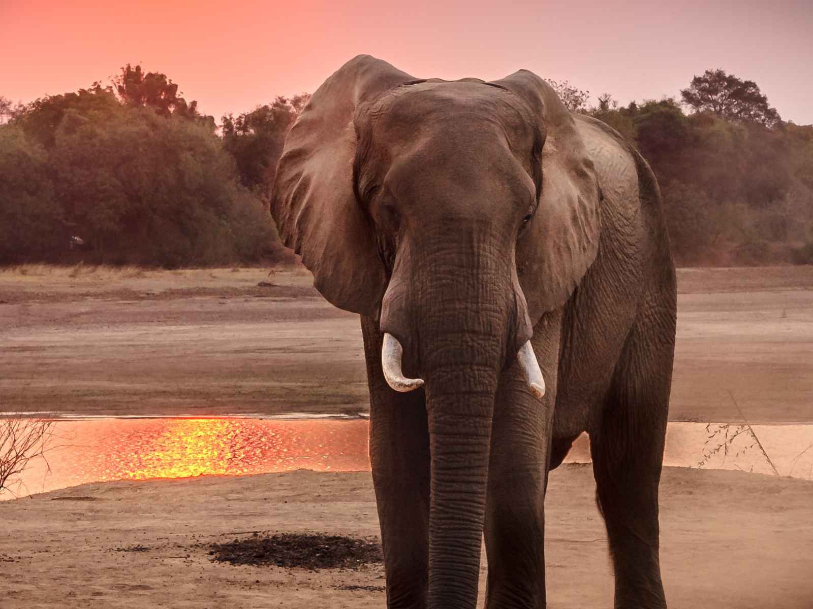 Masterxcard-Wildlife-elephant-Talkoo-news-image